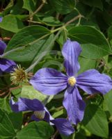 Clematis durandii