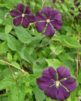 Clematis Etoile Violette