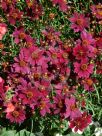 Coreopsis Limerock Ruby