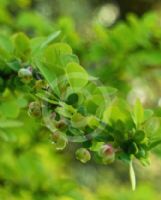 Berberis thunbergii atropurpurea Aurea