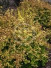 Berberis thunbergii atropurpurea Aurea