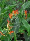 Canna Wisley Dwarf