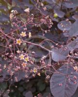 Cotinus coggygria Notcutt's Variety