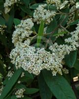 Cotoneaster watereri