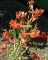 Delphinium nudicaule