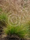 Deschampsia flexuosa Tatra Gold