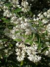 Deutzia pulchra