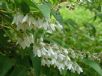 Deutzia pulchra