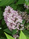 Deutzia hybrida Strawberry Fields