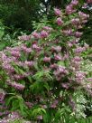 Deutzia hybrida Strawberry Fields