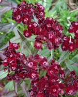 Dianthus barbatus Nigrescens Group