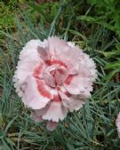 Dianthus Doris