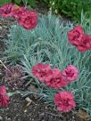 Dianthus Thomas