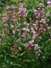 Dictamnus albus Purpureus