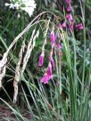 Dierama floriferum