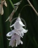 Dierama Guinevere