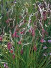 Dierama Plant World Jewels