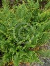 Dryopteris filix-mas Cristata Group