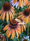 Echinacea Art's Pride