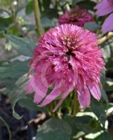 Echinacea purpurea Pink Double Delight