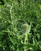 Echinops pungens