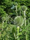 Echinops pungens