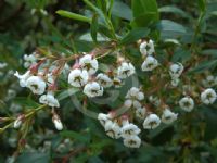 Escallonia Caroline