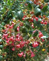 Escallonia rubra Crimson Spire