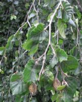 Fagus sylvatica Pendula