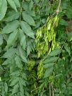 Fraxinus excelsior Pendula