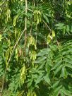 Fraxinus excelsior Pendula