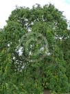 Fraxinus excelsior Pendula