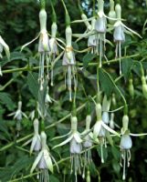 Fuchsia Hawkshead