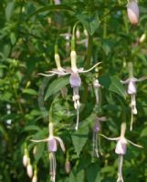 Fuchsia magellanica Molinae