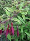 Fuchsia magellanica Mountain Gold