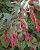 Fuchsia magellanica Versicolor