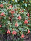 Fuchsia Thalia