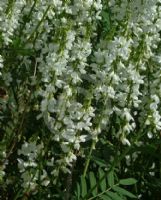 Galega hartlandii Alba