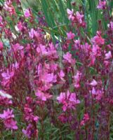 Gaura lindheimeri Karalee Petite