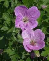 Geranium Mavis Simpson