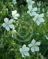 Geranium pratense pratense f. albiflorum