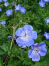 Geranium Rozanne