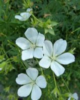 Geranium sanguineum Album