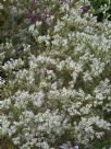 Hebe Glaucophylla Variegata