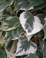 Hedera helix Little Diamond