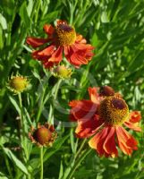 Helenium Moerheim Beauty