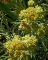 Helichrysum Sulphur Light