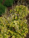 Heuchera Lime Rickey