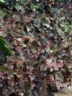 Heuchera villosa Palace Purple