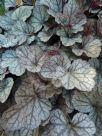 Heuchera Silver Scrolls